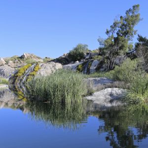 Mature Trees & Lush Natural Surroundings