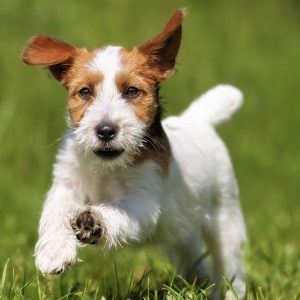 Large Fenced-In Pet Play Park